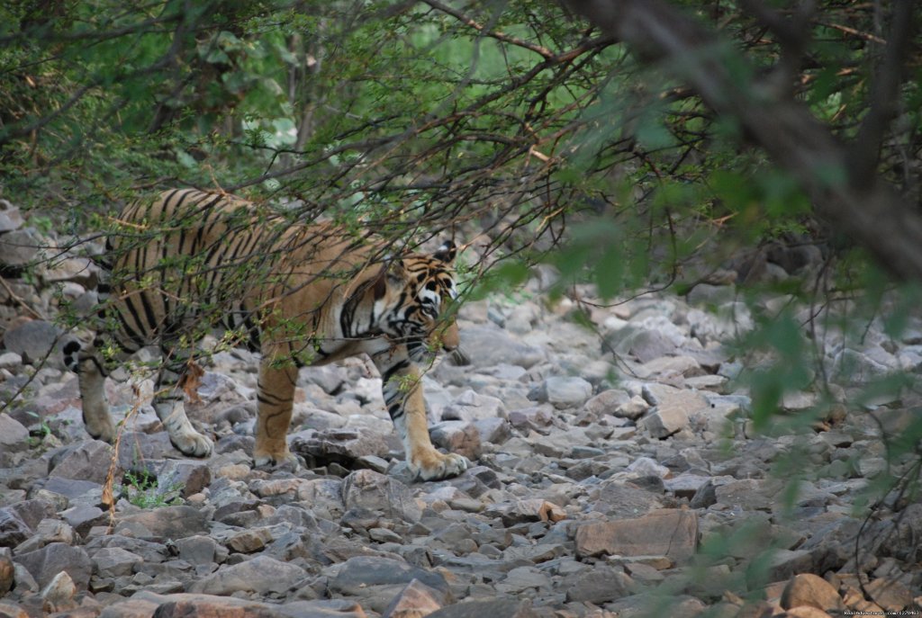 Ranthambore Adventure Tour | Image #9/14 | 