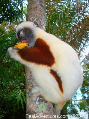 Discovery Tour of MADAGASCAR | Ambohidahy, Madagascar Wildlife & Safari Tours | Ilsainte Marie, Madagascar