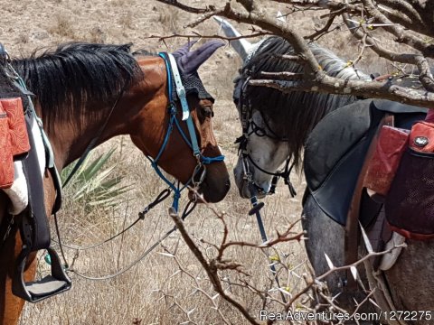 Horse Love