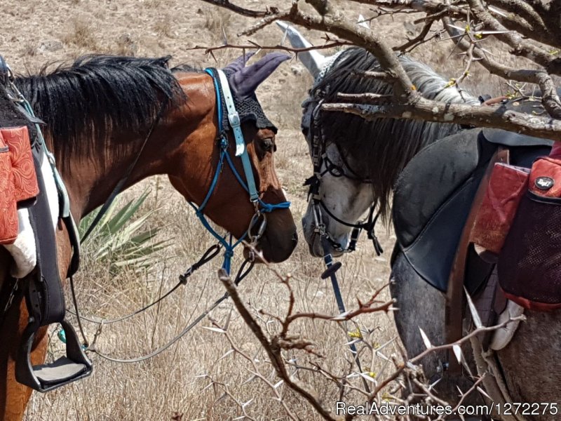 Horse Love | Oaxaca Adventure Stay | Image #8/20 | 