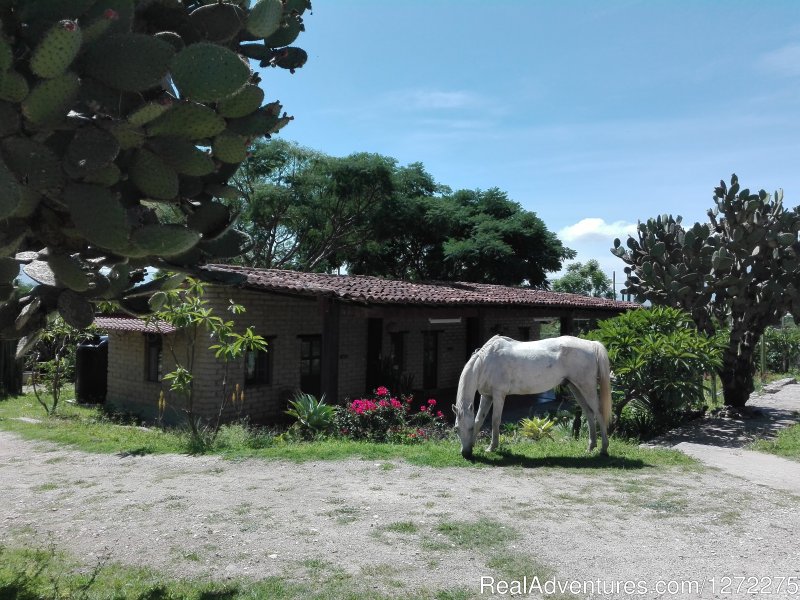Spirit grazing in front of the guest rooms | Oaxaca Adventure Stay | Image #14/20 | 