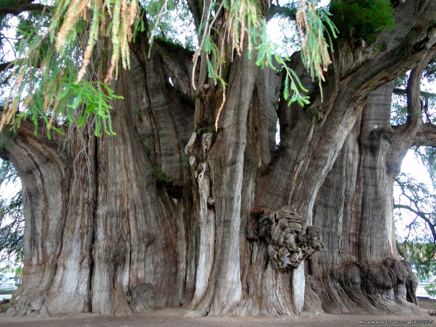Дерево арболь дель Туле