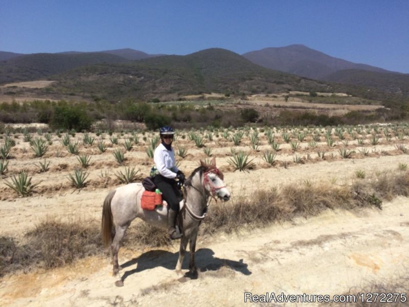 Agave fields | Oaxaca Adventure Stay | Image #5/20 | 