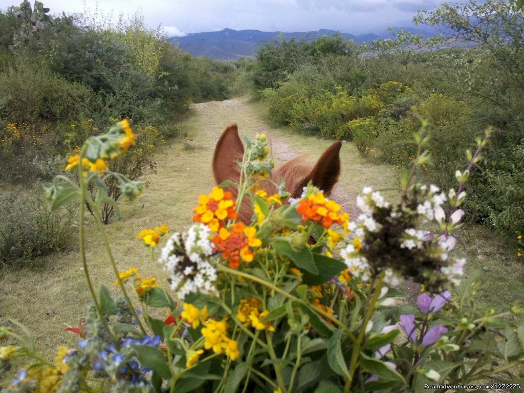 Fall Riding | Oaxaca Adventure Stay | Image #19/20 | 