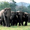 Glourious Lanka Tour Elephants