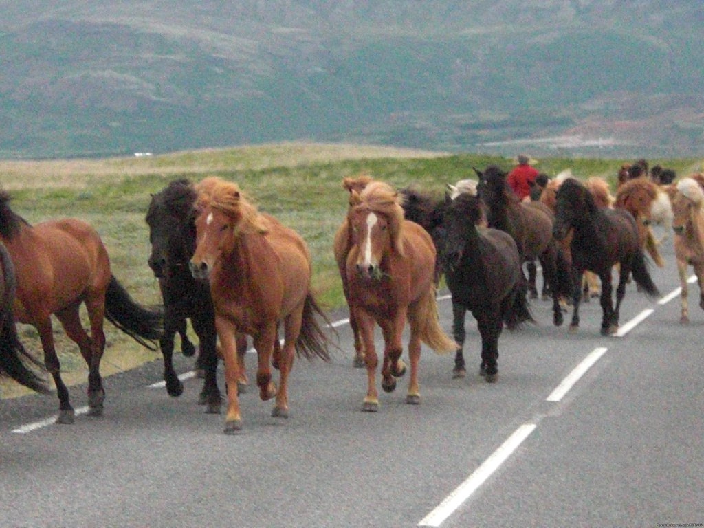 Icelandic Horses | Cycling South Iceland - Freewheeling Adventures | Image #3/4 | 