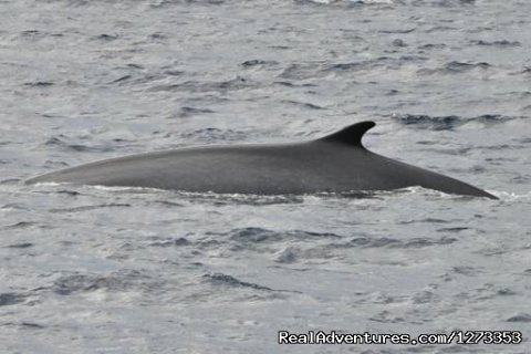 Fin whale in the Ligurian Sea