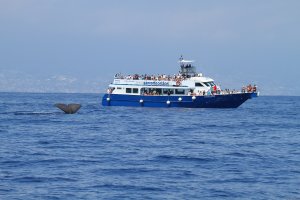 Whale Watching Europe | Genoa, Italy Whale Watching | Europe Nature & Wildlife