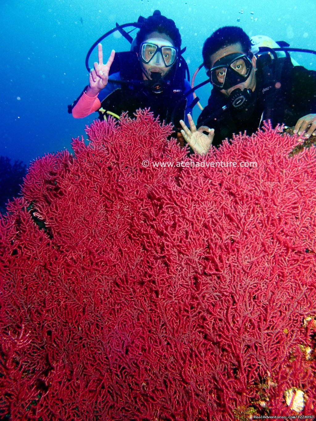With sea fan | Pulau Weh Dive Packages | Image #2/4 | 