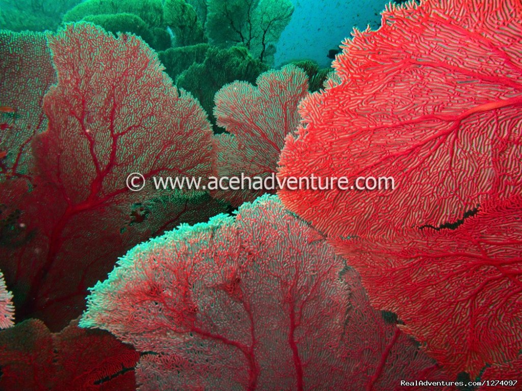 Jungle Of Sea Fan | Pulau Weh Dive Packages | Image #3/4 | 