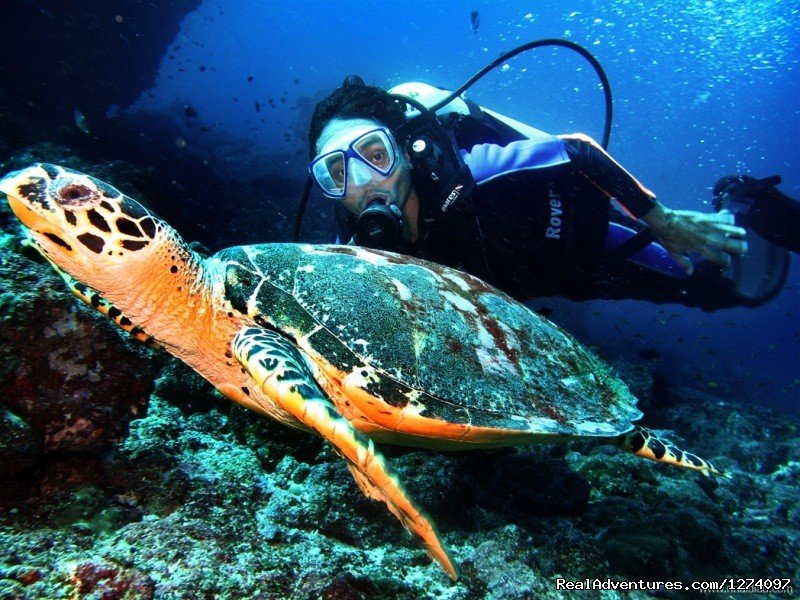 with Mr. Turtle | Pulau Weh Dive Packages | Image #4/4 | 