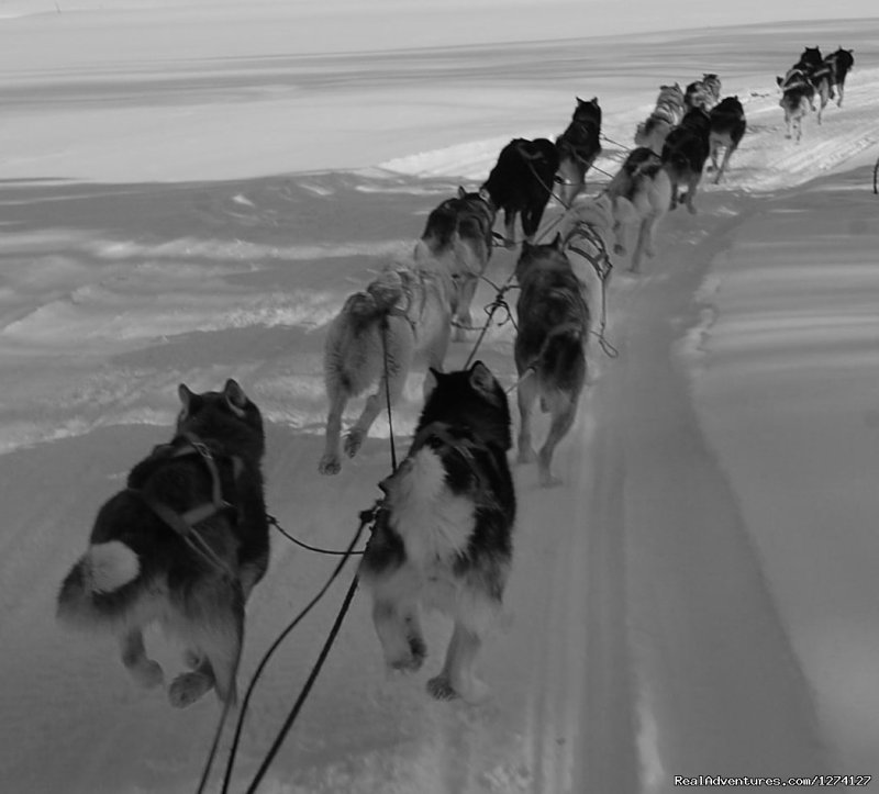 Zooming down the trail | Dog Sled Adventures | Salcha, Alaska  | Dog Sledding | Image #1/3 | 