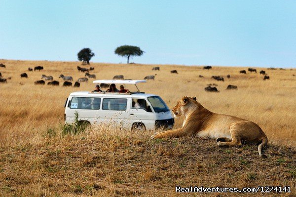 Lion | Inspiring your spirit of adventure | Nairobi, Kenya | Wildlife & Safari Tours | Image #1/5 | 