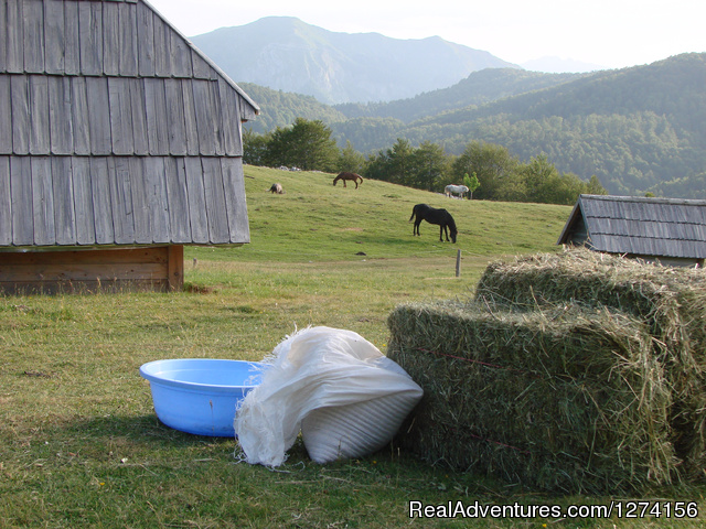 Horse riding at only ecological country,Montenegro NP Biogradska Gora