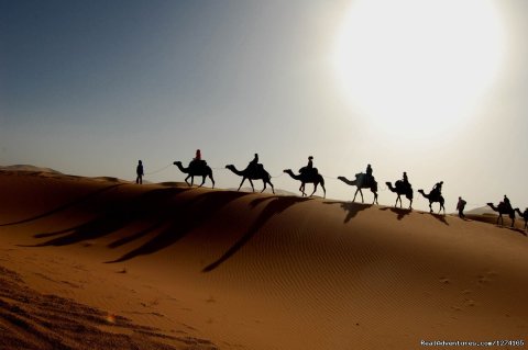 Camels Ride in desert Sahara