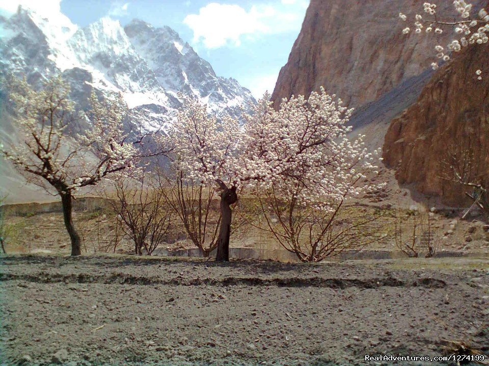 Blossom in Hunza | Hunza Explorers | Image #2/4 | 