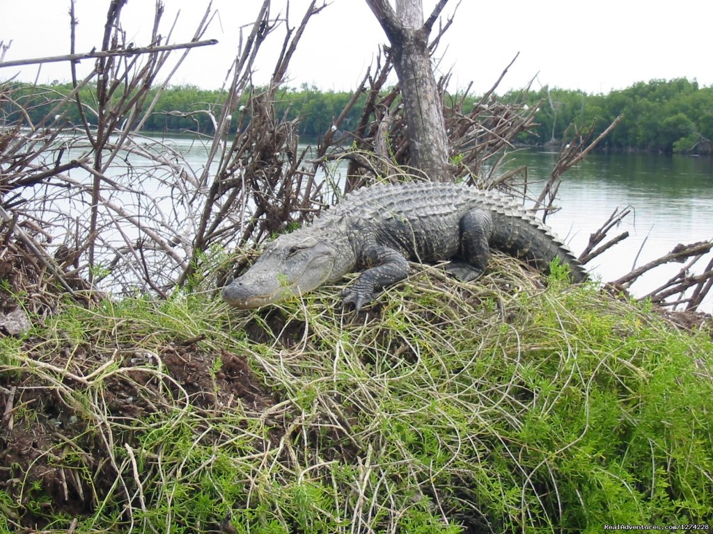 Gator on Nest | Nature:Boat,Fishing,Photo,Sunset,Birding,EcoTours | Chokoloskee, Florida  | Fishing Trips | Image #1/19 | 