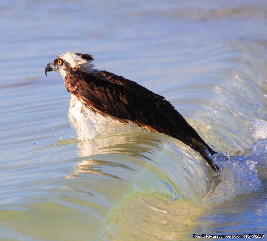 Osprey Birding Photo Tour | Nature:Boat,Fishing,Photo,Sunset,Birding,EcoTours | Image #5/19 | 