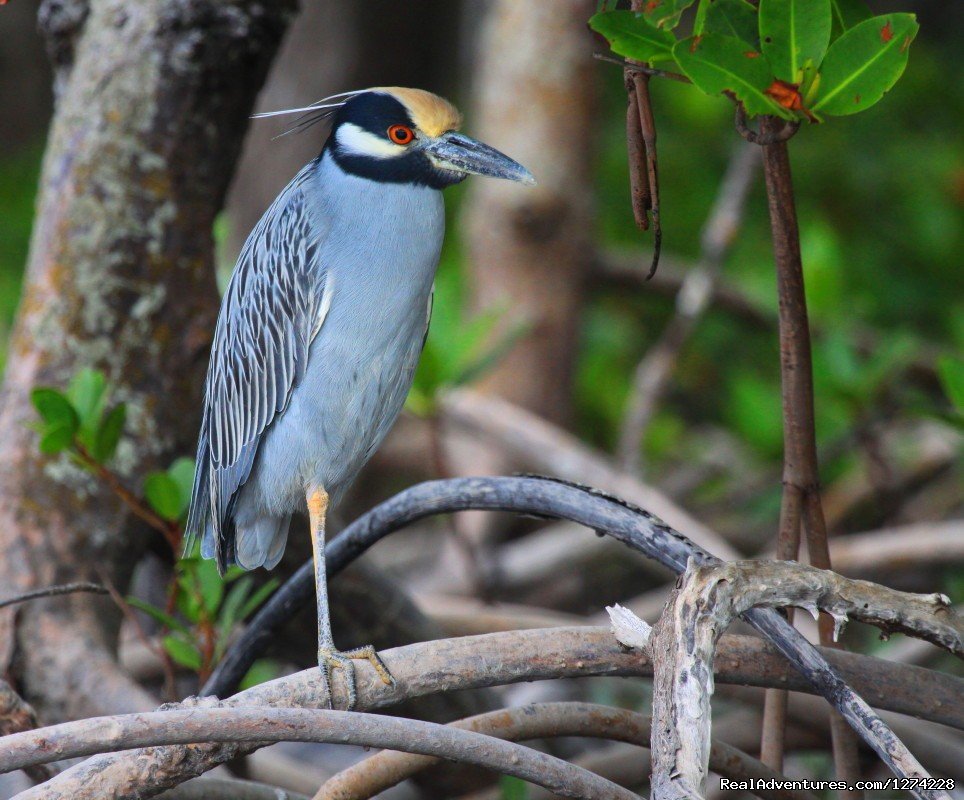 Yellow Crown Hight Heron Photo Tour | Nature:Boat,Fishing,Photo,Sunset,Birding,EcoTours | Image #6/19 | 