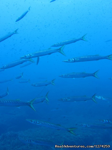 Scuba Diving in Mykonos Mykonos Diving by GoDive Mykonos