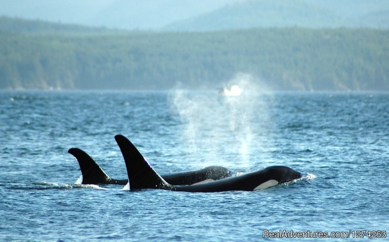 Killer Whales | Wildcoast Adventures - kayak vacations & adventure | Image #2/19 | 