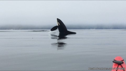 Kayaking with Killer Whales Orcas