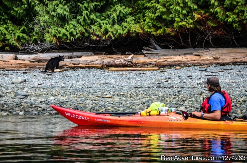Bear on Beach when Sea Kayaking in BC | Wildcoast Adventures - kayak vacations & adventure | Image #7/19 | 