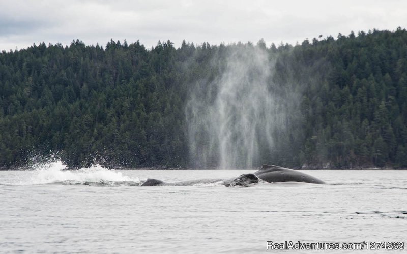 Humpback Whales Quadra Island, BC | Wildcoast Adventures - kayak vacations & adventure | Image #10/19 | 