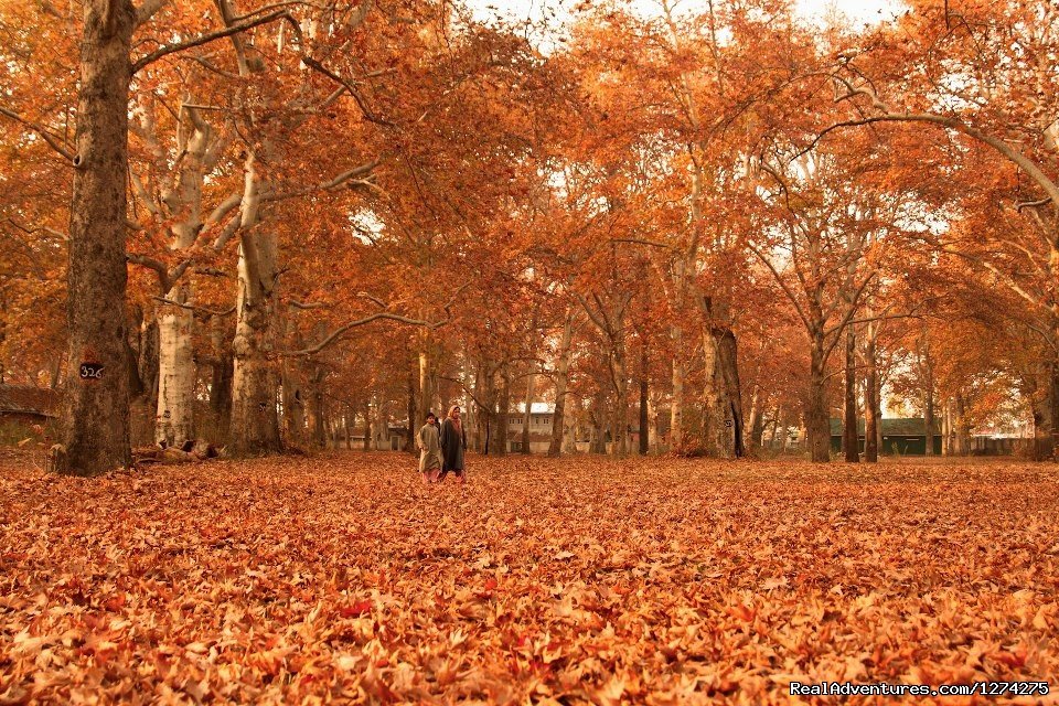 Season Of Gold - Autumn in Kashmir | KasHmiR ExotiCA - Enjoy The HEAVEN on Earth | Image #11/21 | 