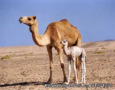 Young Camel and his mother | 5 Days Desert Tour Marrakech  and stay with locals | Image #2/3 | 