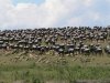 6 Days Serengeti Wildebeest Migration | Arusha, Tanzania