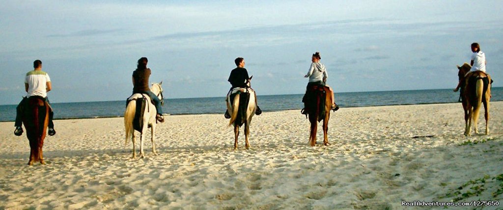 Horseback Riding on the Beach | Cape San Blas, Florida  | Horseback Riding & Dude Ranches | Image #1/6 | 