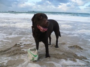 Dog Friendly Holiday Homes For Hire