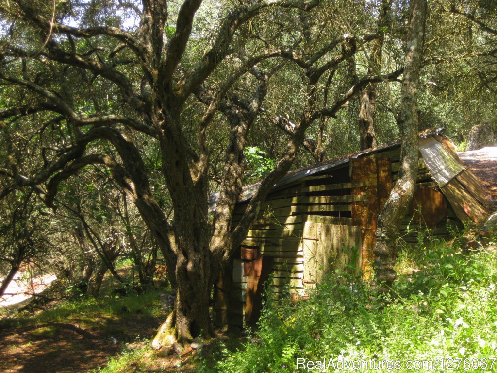 Our Olive Groves, Lunch Brake | 7 day Yoga, Hiking, Kayaking Beach Holiday Corfu | Image #20/32 | 