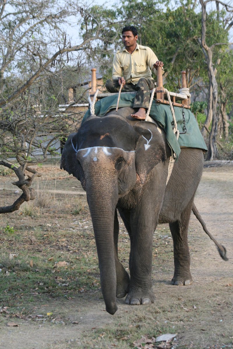 Elephant Backed Safari In Corbett | Corbett National Park | Ramnagar, India | Wildlife & Safari Tours | Image #1/26 | 