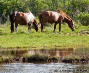 Hike and Explore Assateague Island | Savage, Maryland Hiking & Trekking | Adventure Travel Somers Point, New Jersey
