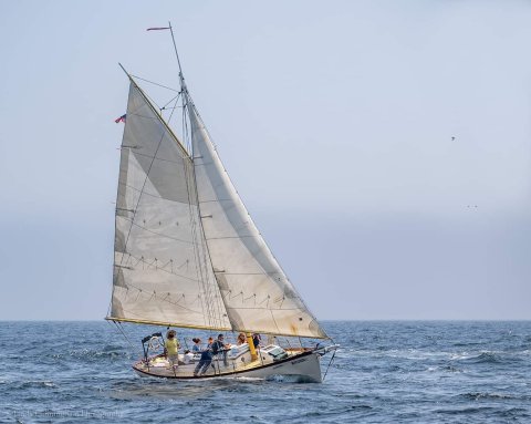 Bufflehead Sailing