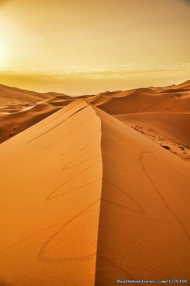 Morocco Private Tours - Desert Trips -camel Trek | Image #9/12 | 
