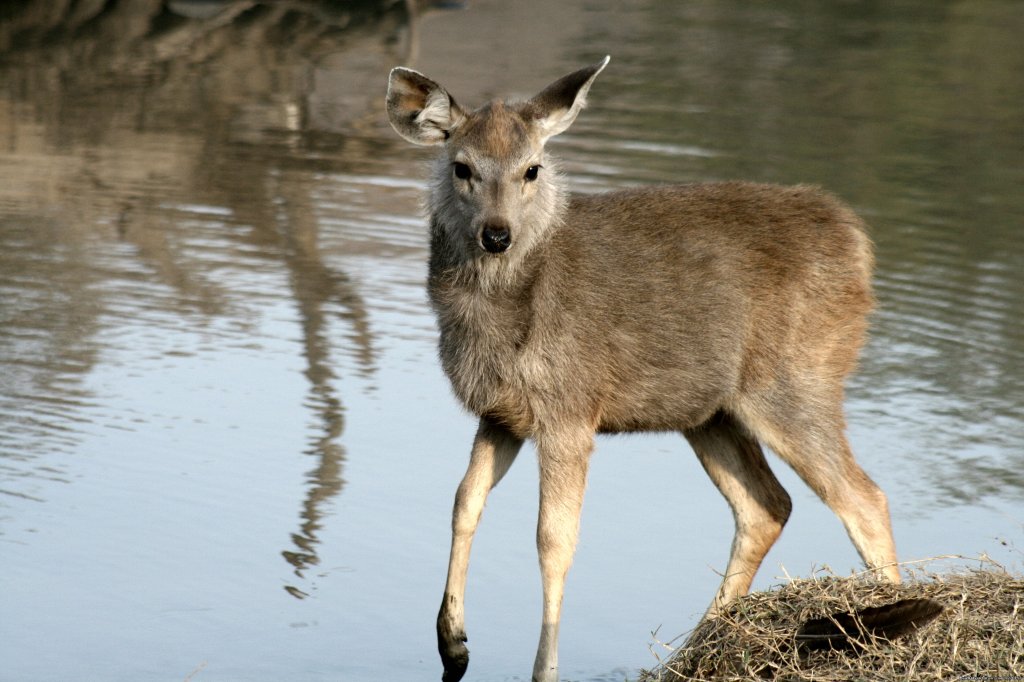 Sambur Deer | Sariska National Park | Image #4/26 | 