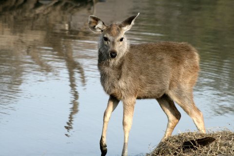 Sambur Deer