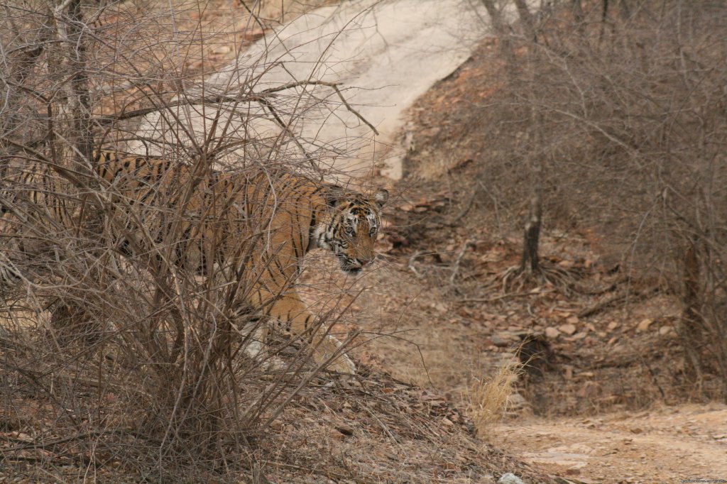 Tiger | Sariska National Park | Image #5/26 | 