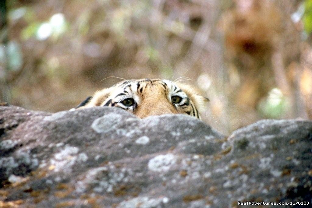 Hide And Seek | Sariska National Park | Alwar, India | Wildlife & Safari Tours | Image #1/26 | 