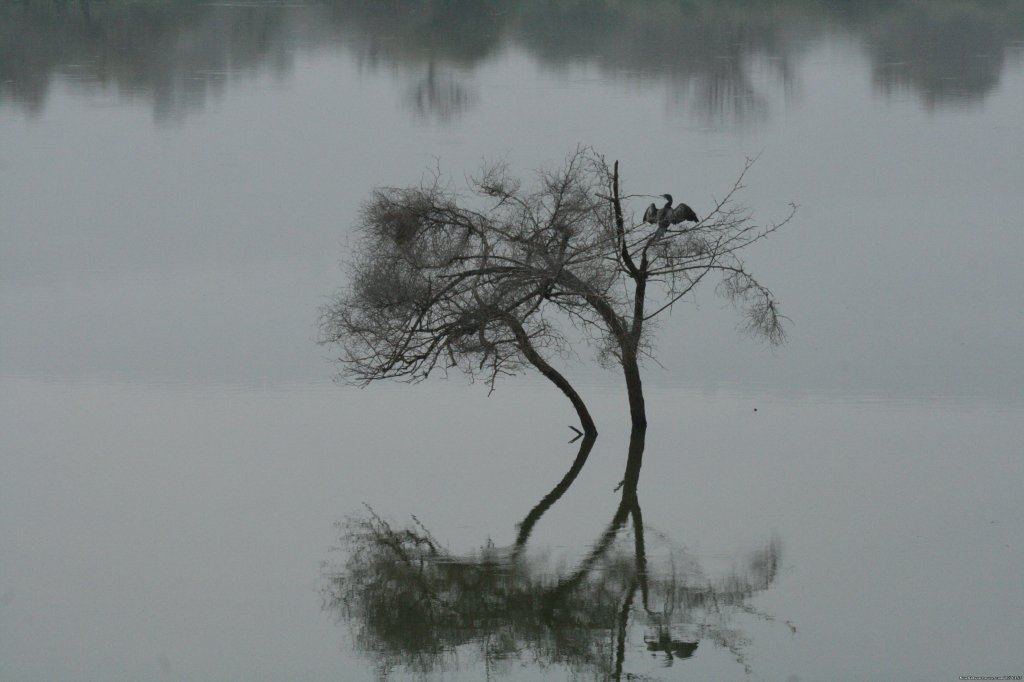 Lake View | Sariska National Park | Image #7/26 | 