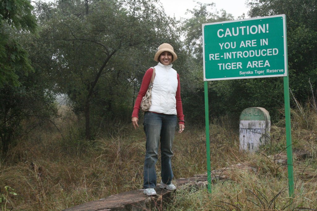Tiger Re-introduction In Sariska | Sariska National Park | Image #8/26 | 
