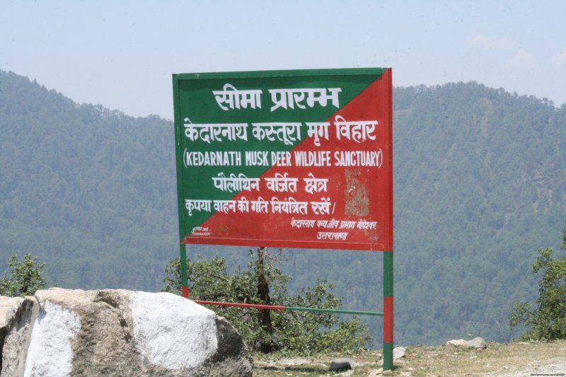 Kedarnath Musk Dear Sanctuary | Trekking In The Himalayas : The Roopkund Trek | Image #2/26 | 