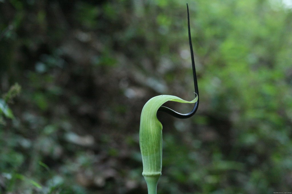 Cobra Lilly | Trekking In The Himalayas : The Roopkund Trek | Image #4/26 | 