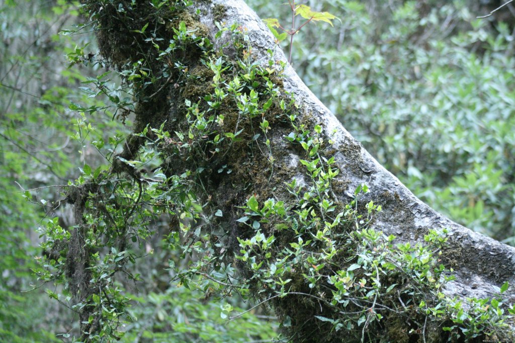 Orchids | Trekking In The Himalayas : The Roopkund Trek | Image #16/26 | 