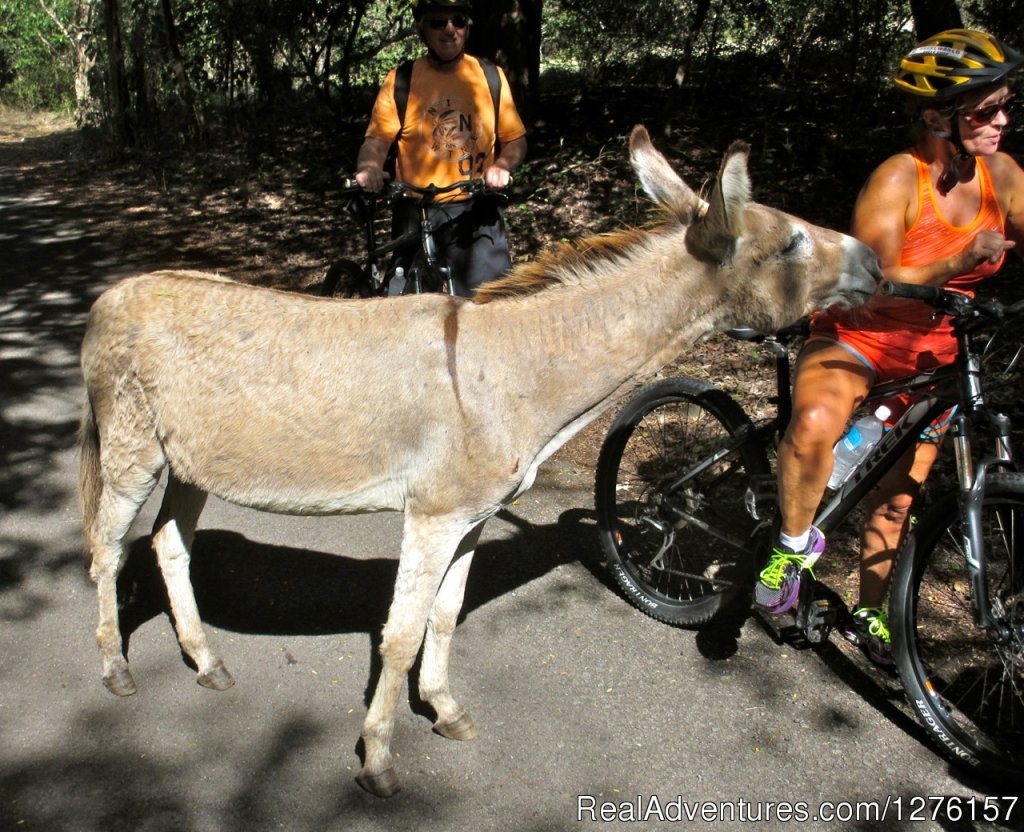 Nevis Bike Tours and Rentals | Image #10/12 | 