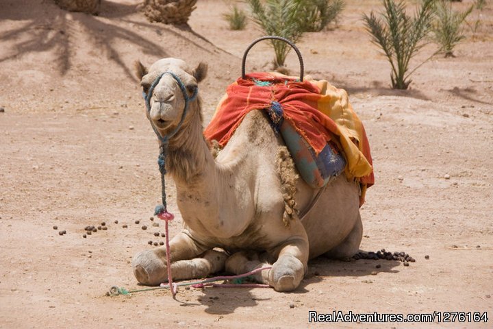 Camel rides are available | Traditional riad in medina of Marrakech | Image #26/26 | 