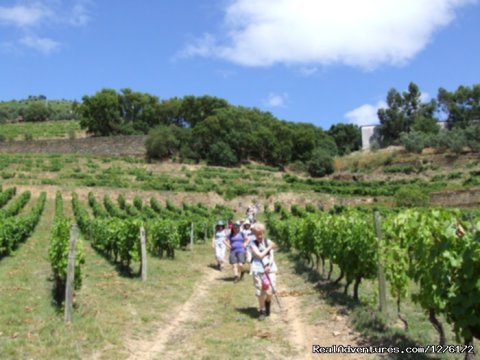 Group walking in Vineyards
